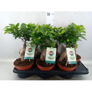 Ficus microcarpa 'Ginseng'