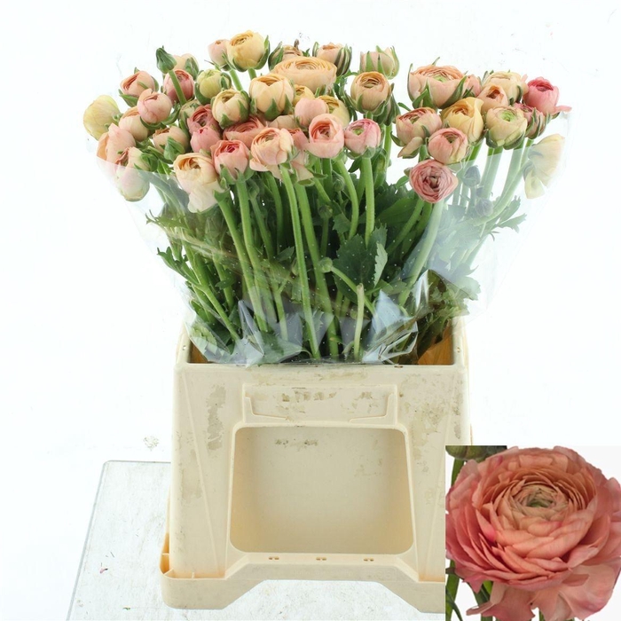 <h4>RAN EL SALMON</h4>