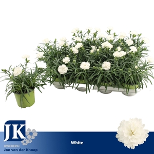 Dianthus Dinah