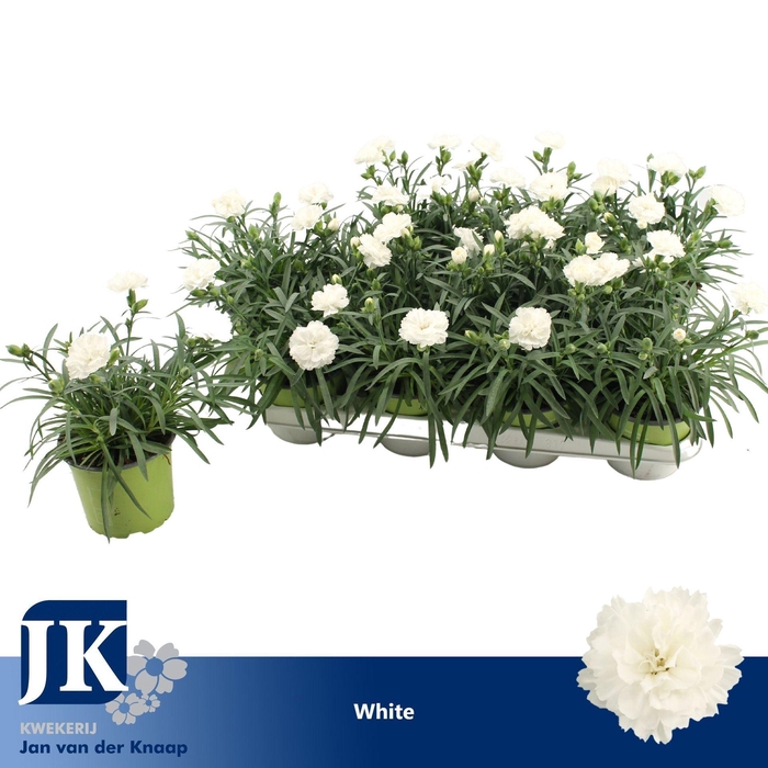 <h4>Dianthus Dinah</h4>