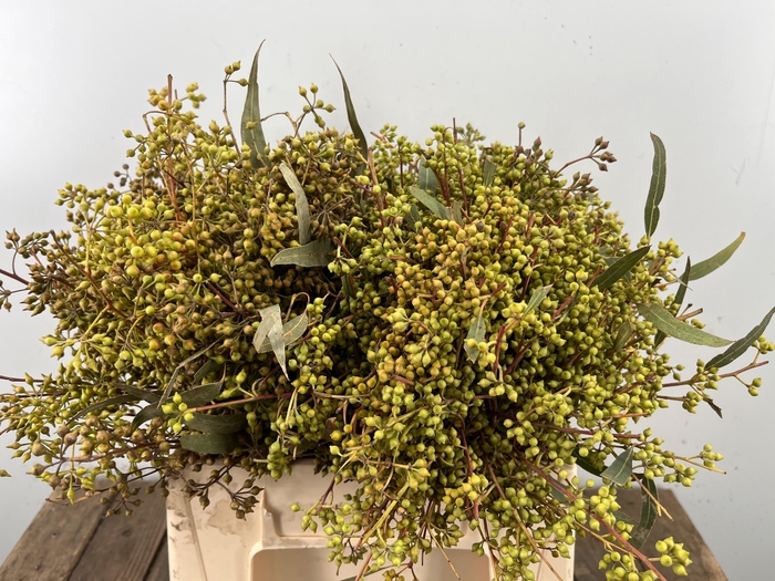 <h4>EUC EXOTICA BS</h4>