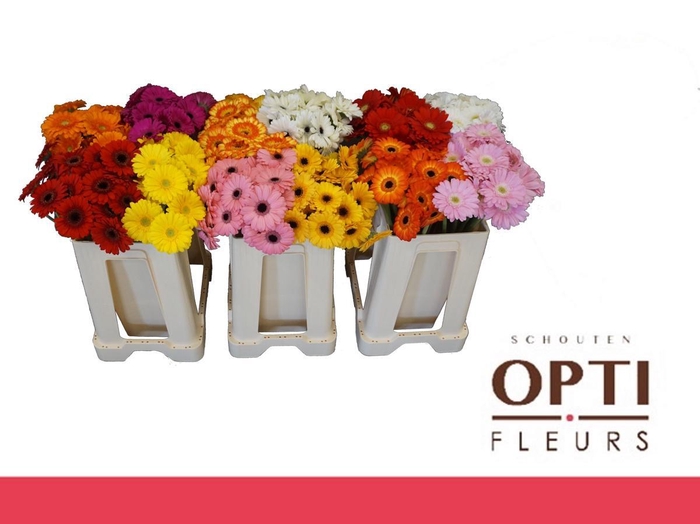 <h4>Germini Mix Water</h4>