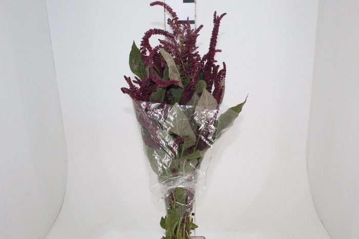 <h4>AMARANTHUS VINHO 070 CM ROXO</h4>