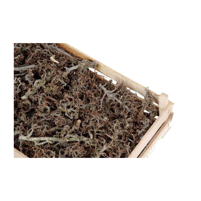 <h4>Crate Bonsai Ca. 100Pcs L60W40</h4>