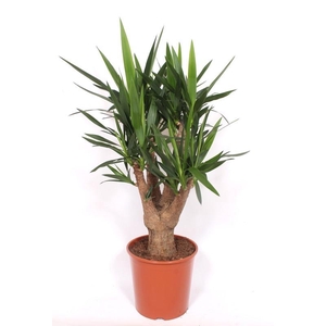 Yucca elephantipes 3+ armen