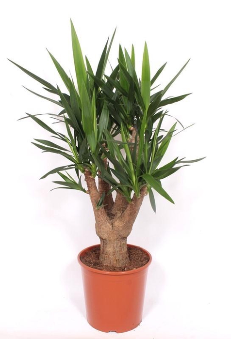 <h4>Yucca elephantipes 3+ armen</h4>