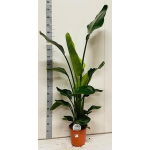 STRELITZIA NICOLAI