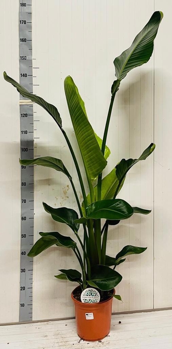 <h4>STRELITZIA NICOLAI</h4>