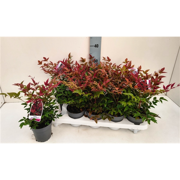 <h4>Nandina Obsessed 11T</h4>