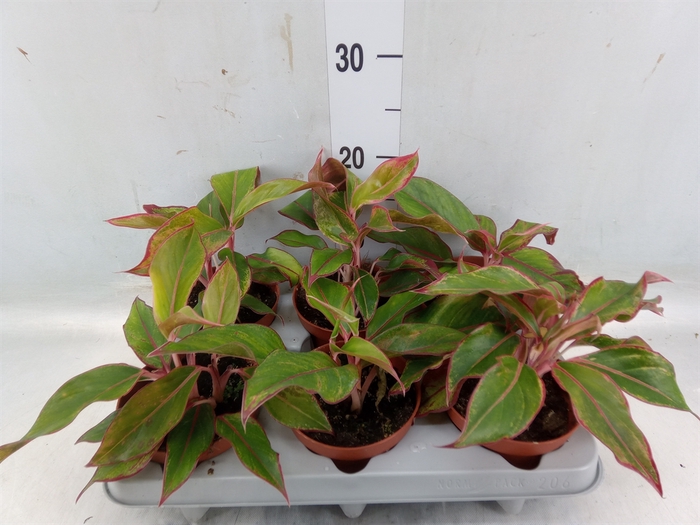 <h4>Aglaonema  'Crete'</h4>