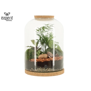 90552: Terrarium arrangement