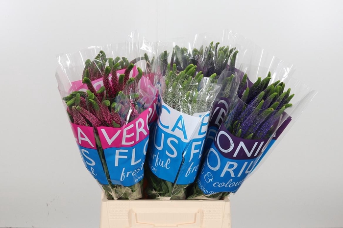 <h4>Veron Smart Gem</h4>