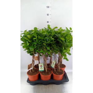 Ficus microcarpa 'Moclame'