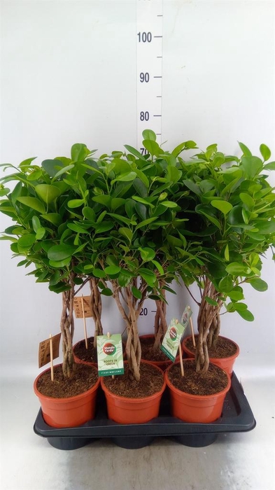 <h4>Ficus microcarpa 'Moclame'</h4>