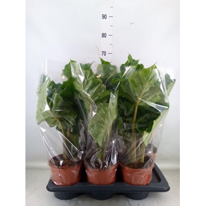 Alocasia  'Low Rider'