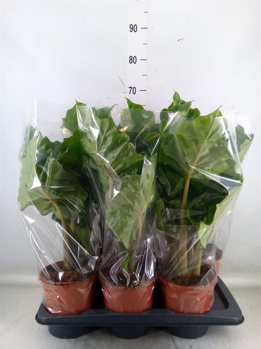<h4>Alocasia 'Low Rider'</h4>
