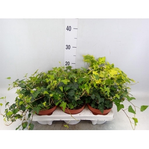 Hedera   ...mix