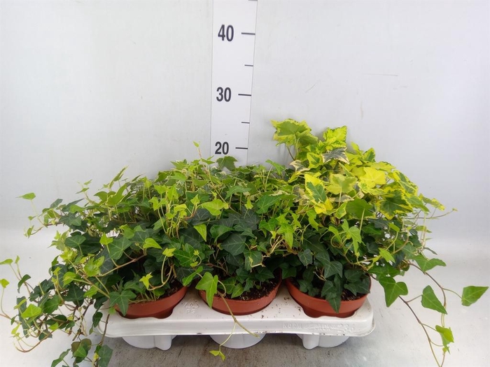 <h4>Hedera ...mix</h4>