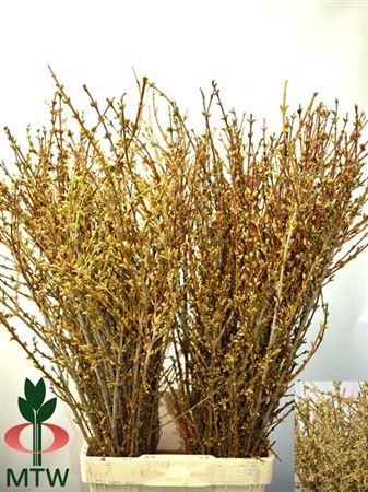 <h4>T Forsythia Bos</h4>