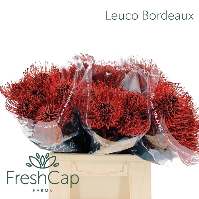<h4>Leuco Bordeaux</h4>
