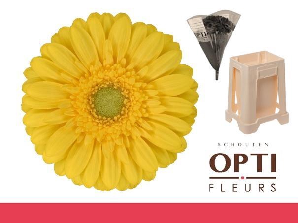 <h4>Germini Emoji Water</h4>