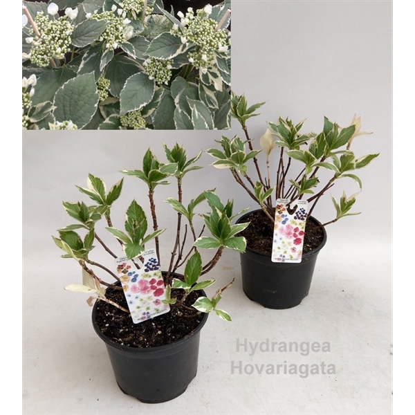 <h4>Hydrangea Hovariagata Garden 19cm [variegated / bontbladig]</h4>