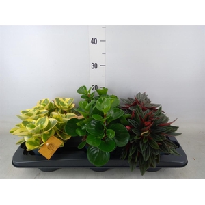 Peperomia   ...mix