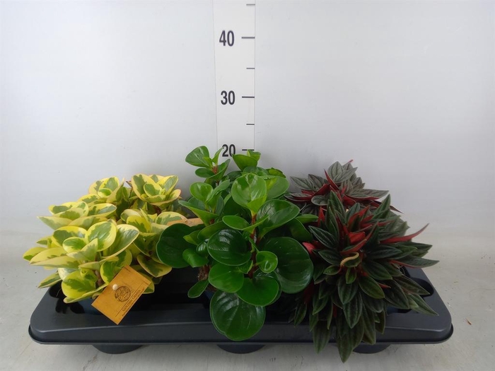 <h4>Peperomia ...mix</h4>