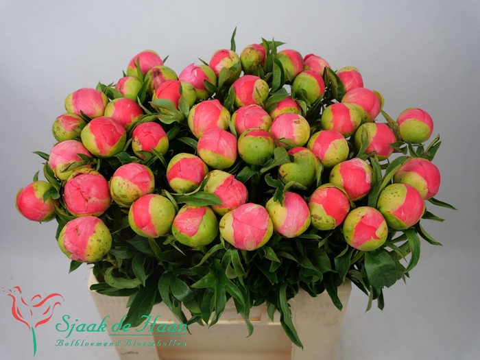 <h4>PAEO CORAL SUNSET</h4>