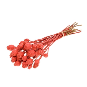 Papaver Red Red Glitter