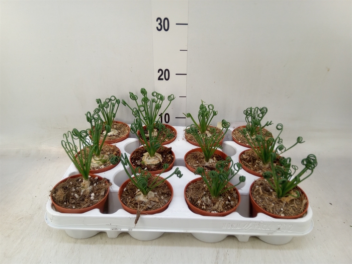 <h4>Albuca spiralis 'Frizzle Sizzle'</h4>