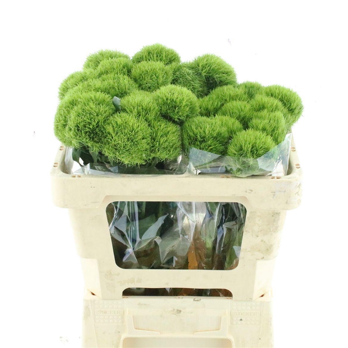 <h4>DI BARB KIWI MELLOW</h4>