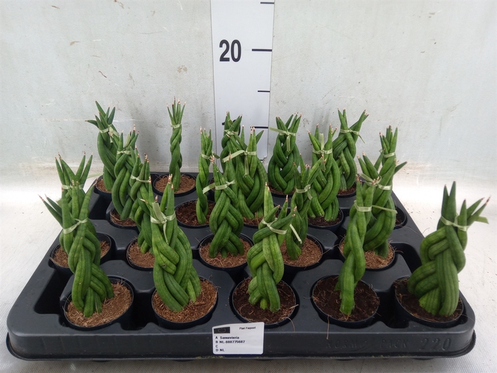 <h4>Sansevieria cyl.  ...</h4>