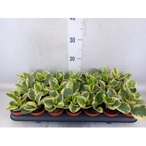 Peperomia obt. 'Variegata'