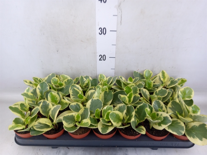 <h4>Peperomia obt. 'Variegata'</h4>