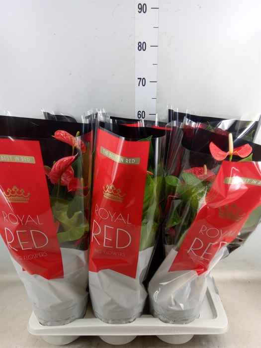 <h4>Anthurium andr. 'Madural'</h4>