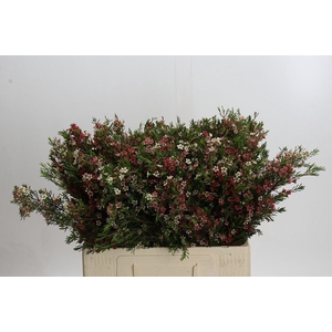 Chamelaucium My Sweet 16