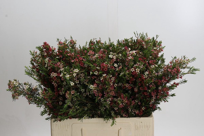 Chamelaucium My Sweet 16