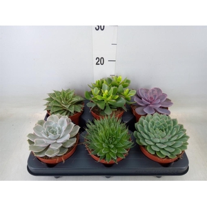 Succulents   ...mix 6