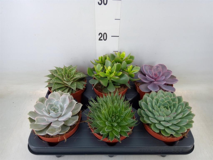<h4>Succulents   ...mix 6</h4>