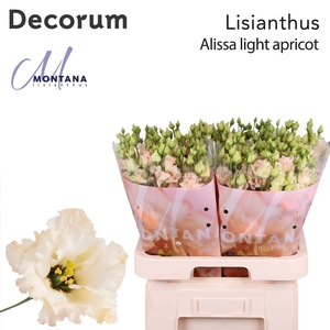Lisianthus Alissa light apricot 70cm