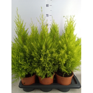 Cupressus macro. 'Goldcrest Wilma'