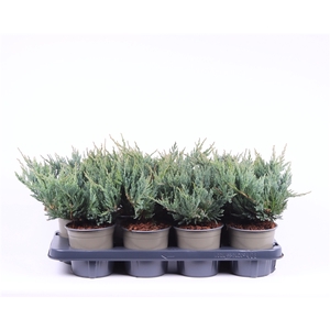 Juniperus horizontalis 'Blue Chip'