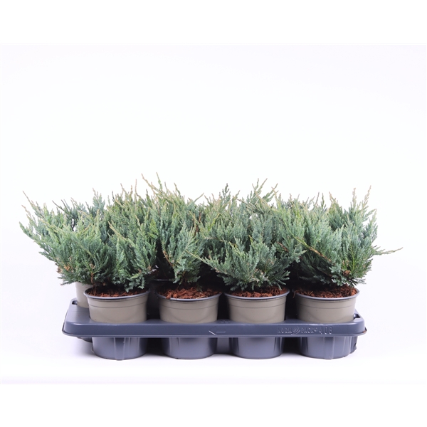 <h4>Juniperus horizontalis 'Blue Chip'</h4>