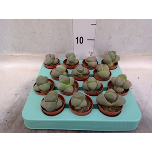Lithops spp.