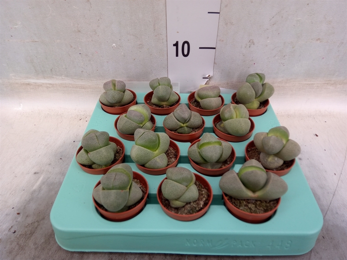 <h4>Lithops spp.</h4>