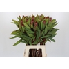 Protea Robijn