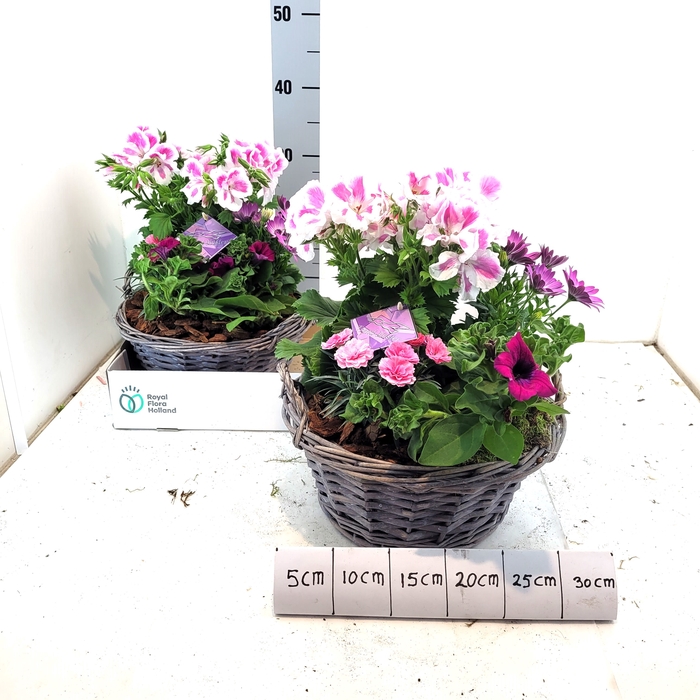 <h4>ARR TUINPLANTEN</h4>