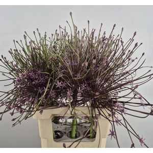 ALLIUM SCHUBERTII