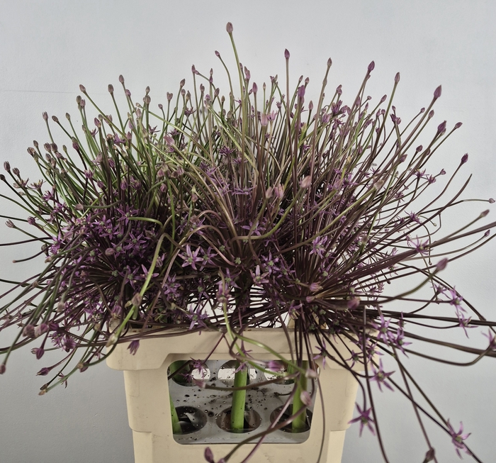 <h4>ALLIUM SCHUBERTII</h4>